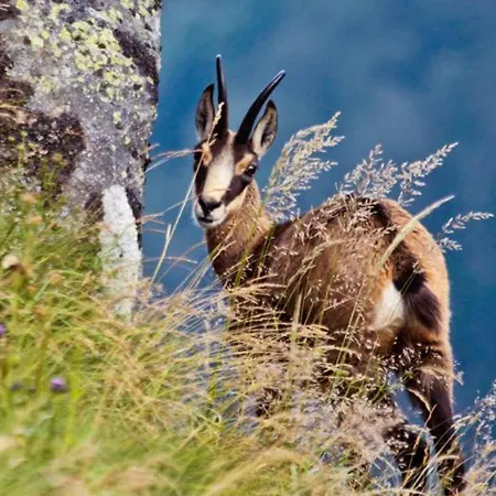 Hohneck 4 Etoiles, Vieux Bois Et Pierre, Spa, Sauna, Borne De Recharge * Stosswihr